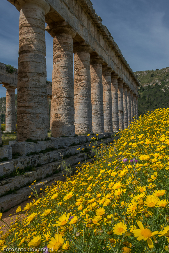 fiori di campo (11)