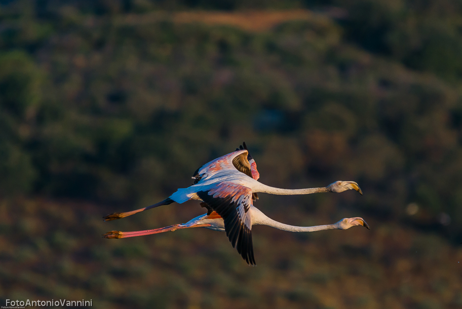 in volo con i fenicotteri