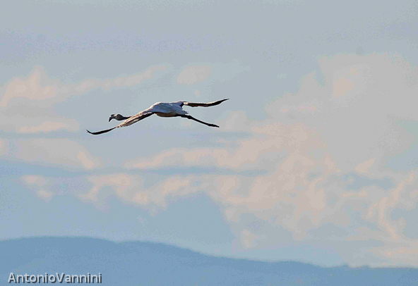 volo fenicottero21